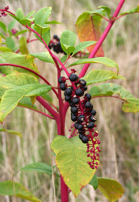 Phytolacca americana / Fitolacca, Cremesina, Uva-turca